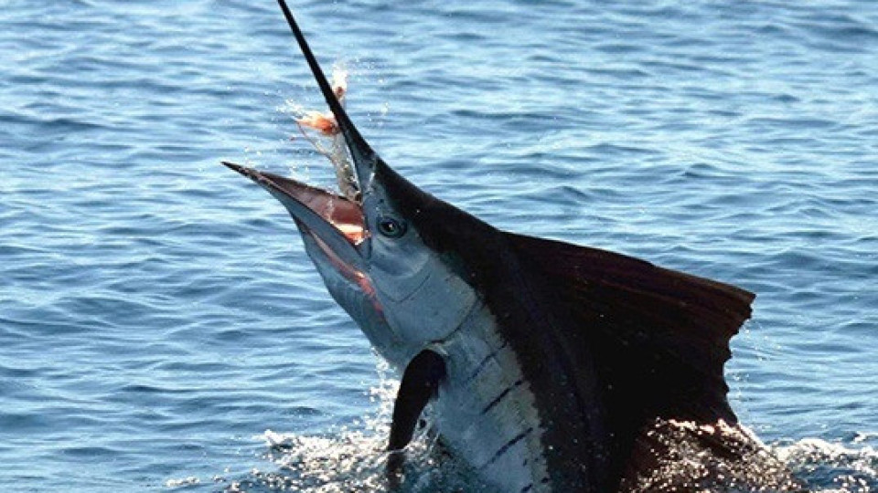 Като във филм на ужасите: Риба уби човек, който я улови | StandartNews.com