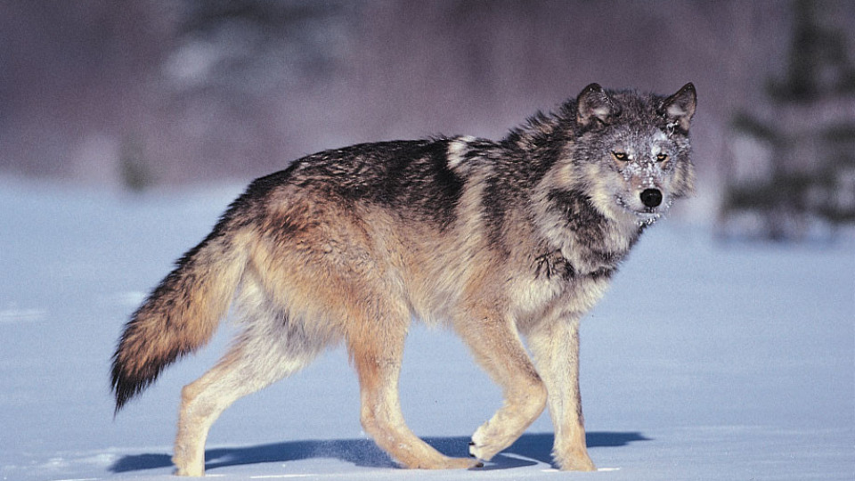 Вълк избяга от зоопарка, търсят го по улиците на Хасково | StandartNews.com