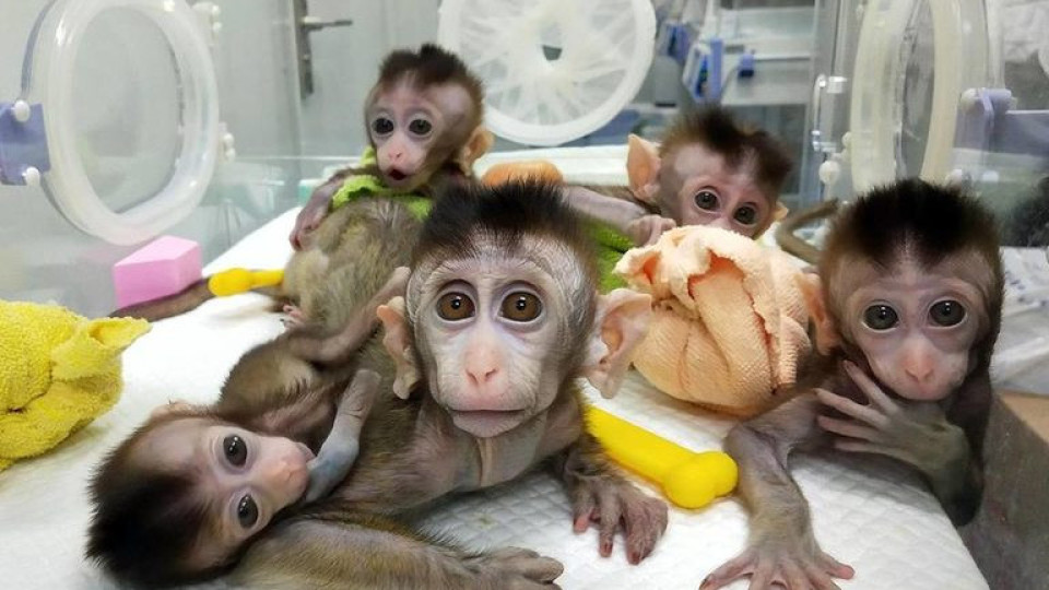 Ужас! Какво е правил Мъск с маймуните | StandartNews.com