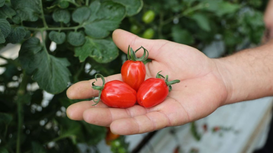 Излязоха наяве нови ползи от доматите. Как обаче да ги консумираме? | StandartNews.com