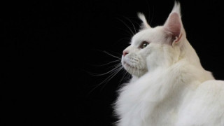 Вижте най-голямата котка в света
