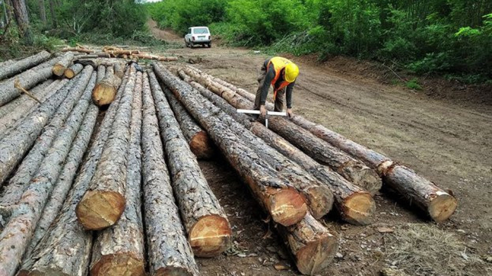 Откриха нарушения при пренос на дървесина след сигнал на ИАГ | StandartNews.com