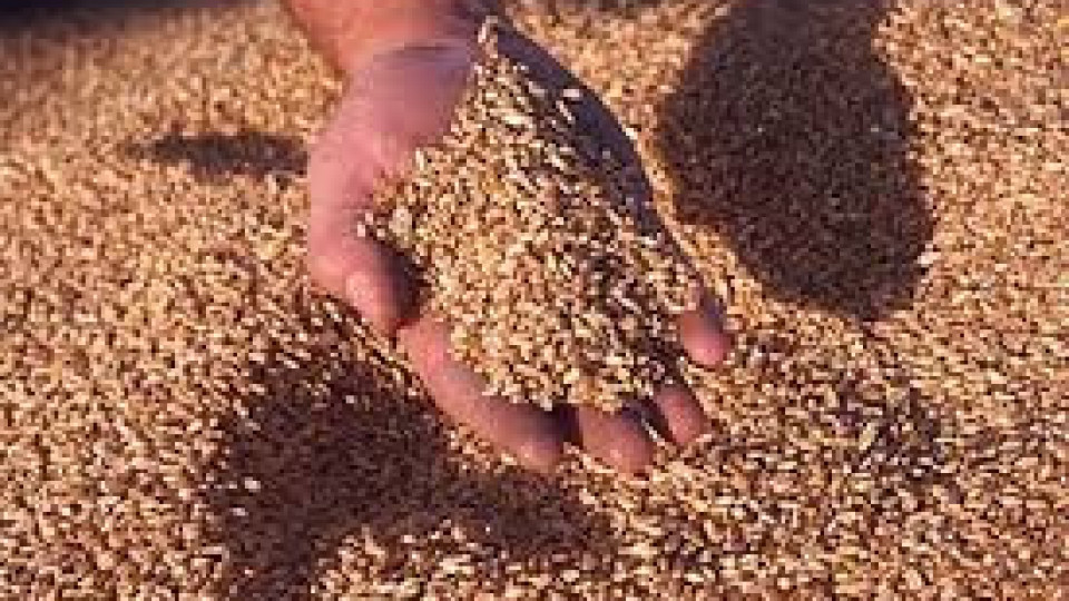 Германски експерт със страшна прогноза за недостиг на жито и глад | StandartNews.com