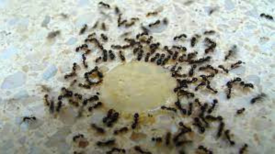 Мравките ни нападнаха. 5 начина да спасим дома | StandartNews.com