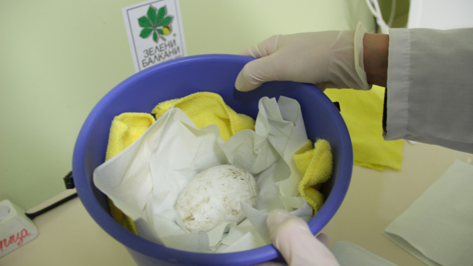 За първи път в Зоопарка в Стара Загора беше снесено яйце от лешояди | StandartNews.com