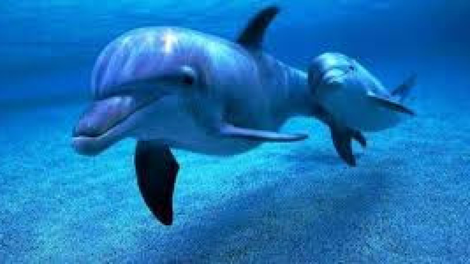 Ужас! Къде намериха мъртви делфини в Бургас | StandartNews.com
