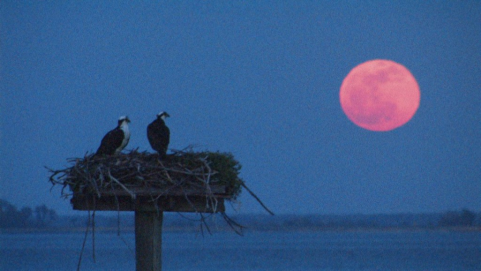 Небесно зрелище: Изгрява розова луна | StandartNews.com