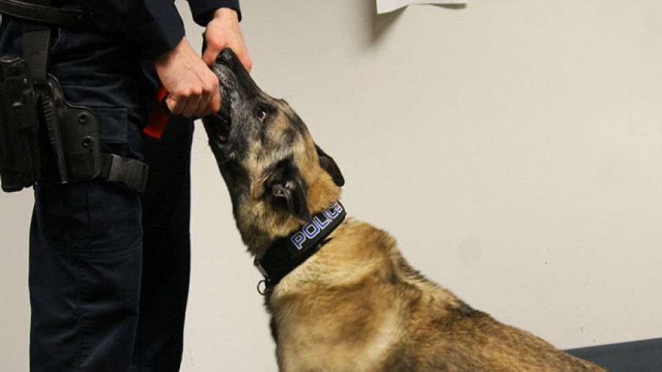 Зловеща случка хвърли полицейско куче в ужас | StandartNews.com