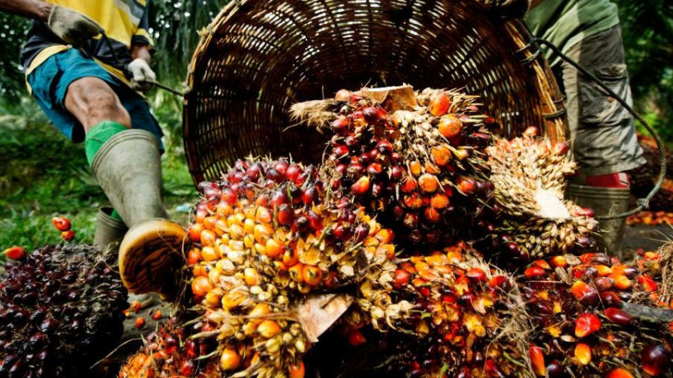 Оставаме без палмово масло, ще спрат ли биогоривата | StandartNews.com