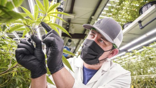 Искат легализиране на канабиса у нас, какви са ползите