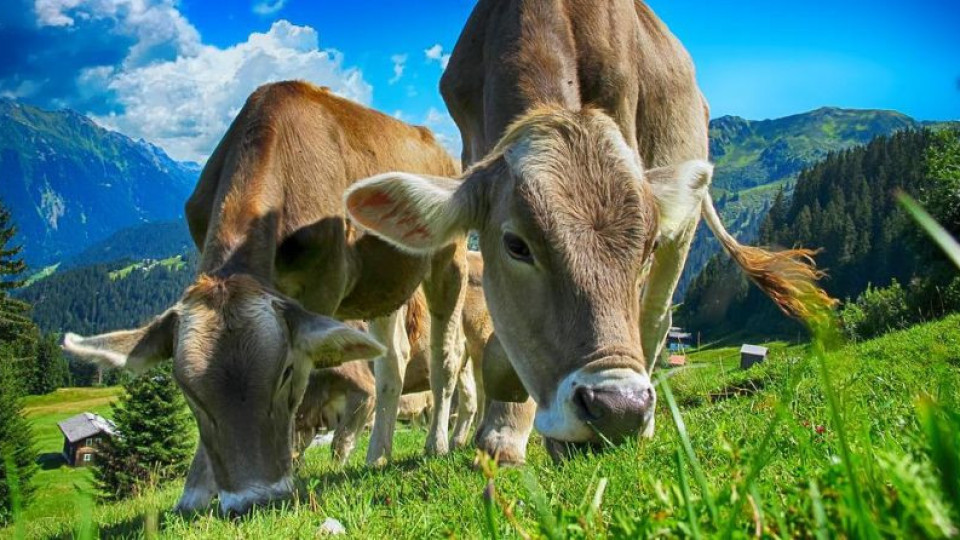 Хванаха оригващи се крави от космоса (СНИМКА) | StandartNews.com