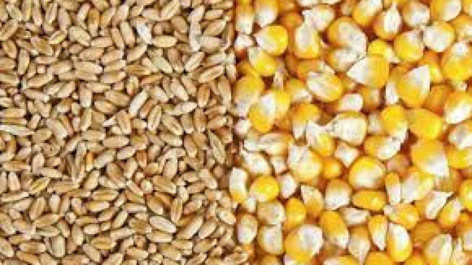 ООН предупреди: Украинската пшеница гние в складовете, иде страшна криза | StandartNews.com