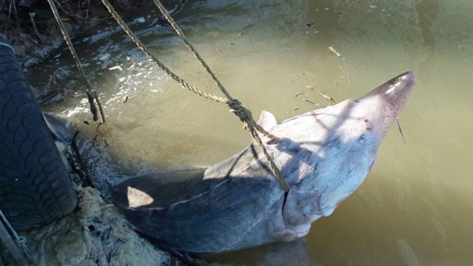 300-килограмови риби-чудовища чакат да ги уловят. Наградата е $10 000 | StandartNews.com