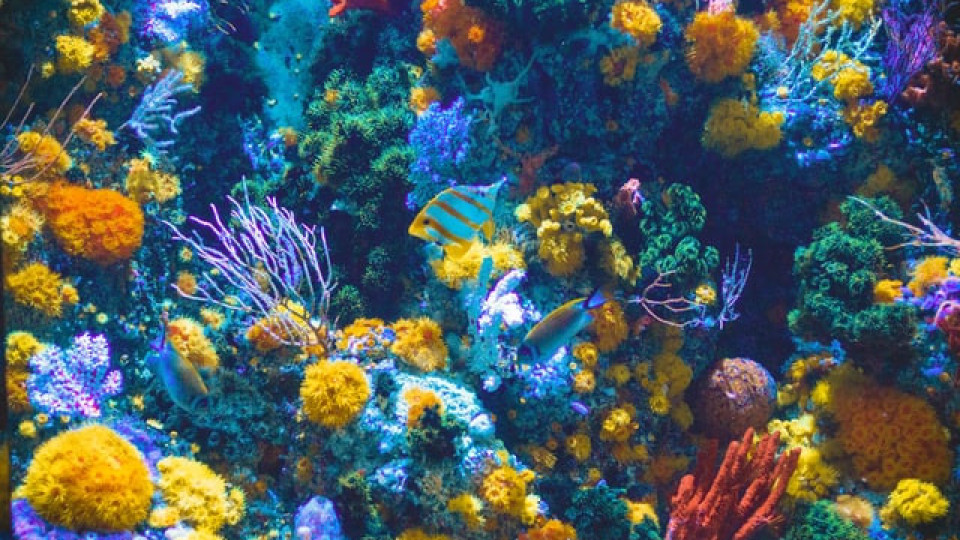 Изкуствен интелект ще работи в помощ на коралите | StandartNews.com
