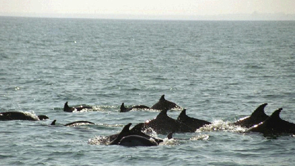 Делфини бягат от войната в Украйна, нашествие на юг от Созопол | StandartNews.com