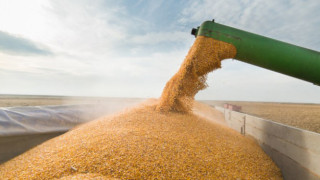 Държавата май няма да купува пшеница