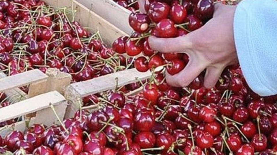 Хората отказват да купуват череши по 6 лв., овощари продават градините си | StandartNews.com