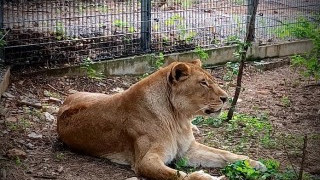 Варненска лъвица е вече част от Зоопарк Стара Загора