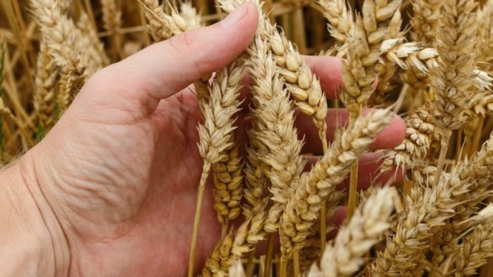 България на 11-то място в света по износ на жито | StandartNews.com