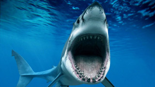 Акула уби жена пред очите на туристите