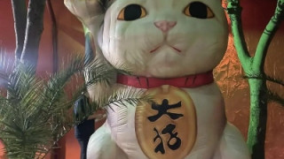 Котка на късмета носи щастие в Созопол