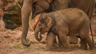 Вижте как слонче и майка му бяха спасени в Тайланд (ВИДЕО)