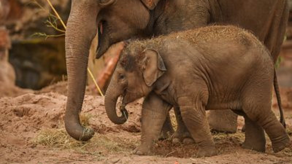 Вижте как слонче и майка му бяха спасени в Тайланд (ВИДЕО) | StandartNews.com