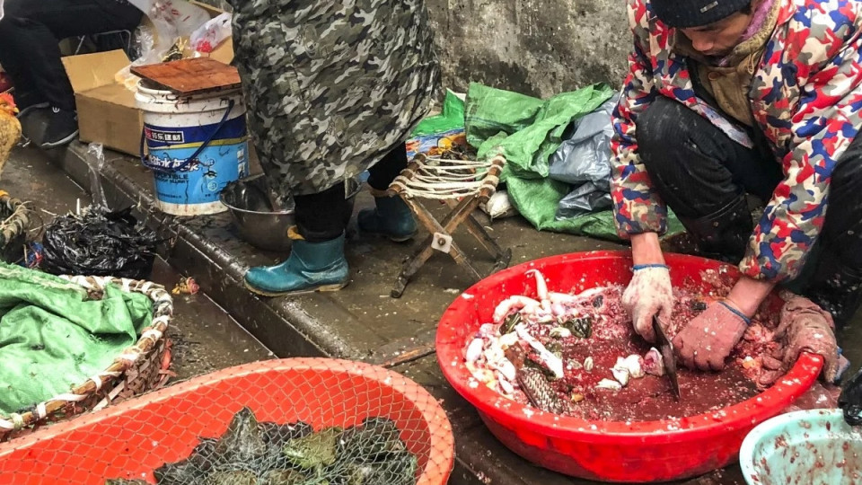 Дежа вю: Откриха страшна бактерия в костенурка на пазара в Ухан! | StandartNews.com