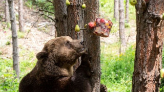 Сладоледи и парфюм захаросват живота на мечките в Белица