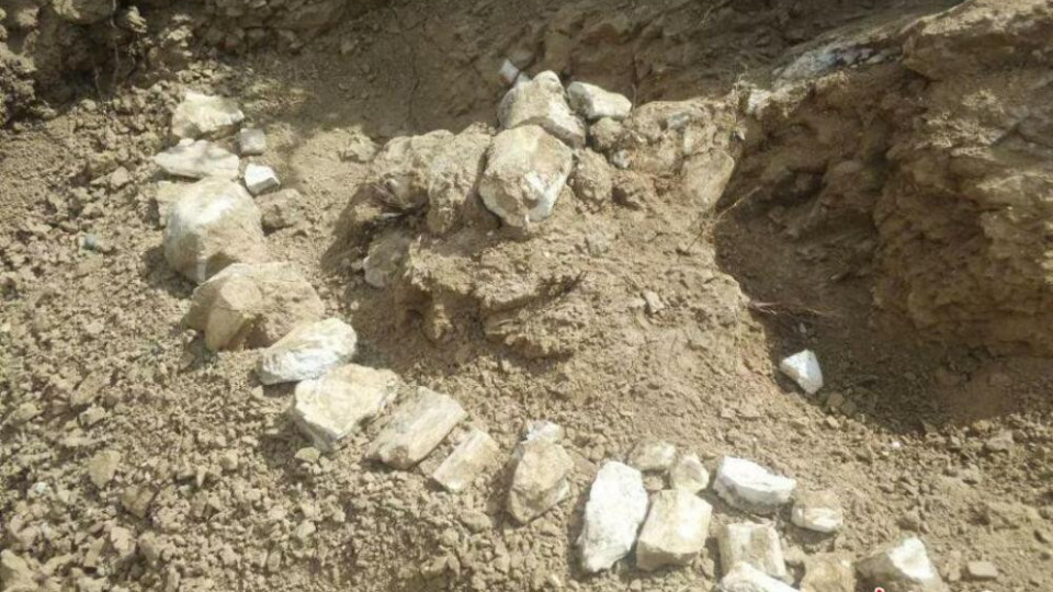 В Китай откриха вкаменелости на кон на 8 милиона години | StandartNews.com