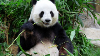 Уникална панда събра погледите на света със своята диета