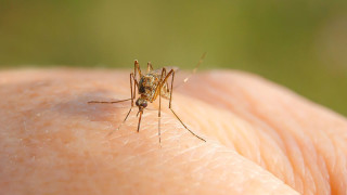 Комари носят опасно заболяване в Гърция, ще има ли епидемия