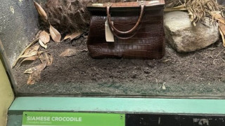 Зоопарк сложи в клетка чанта от крокодилска кожа