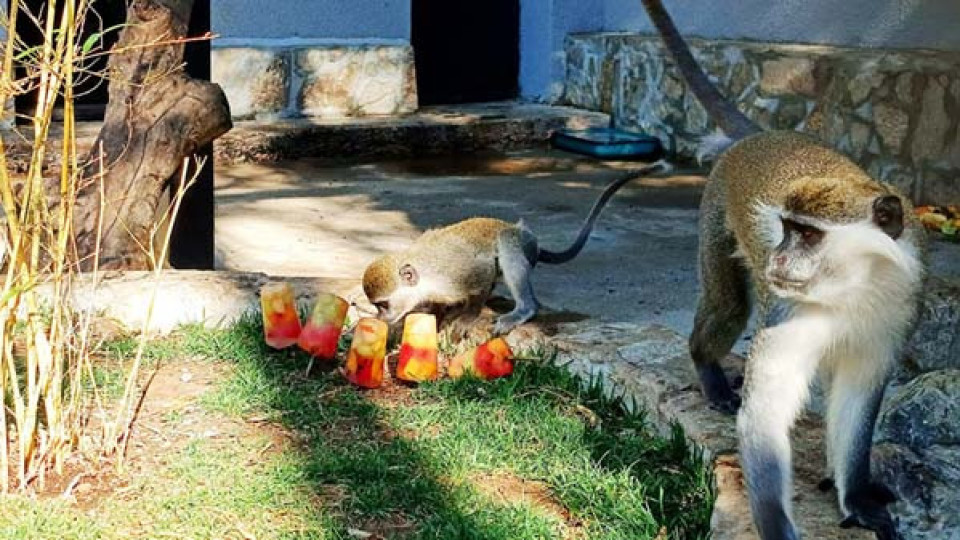 Новородена маймунка е най-новият обитател на Зоопарка в Стара Загора | StandartNews.com