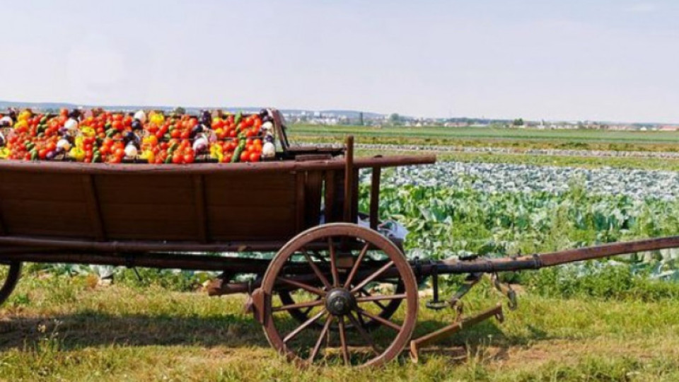 Ръст в добивите на зеле, домати и пипер. Ще се свие ли вносът? | StandartNews.com