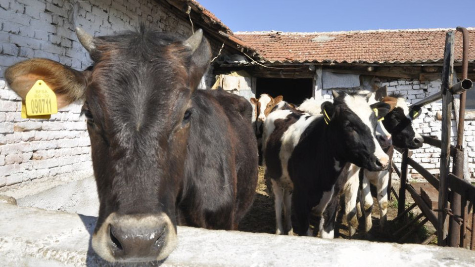 Голям проблем с българското мляко, фермерите колят животни | StandartNews.com