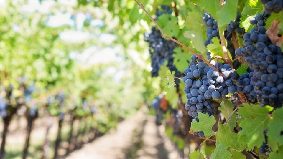 Забравяме за най-хубавото грозде, две години пауза | StandartNews.com