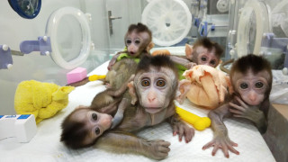 Зловещо! Мъск чипирал маймуни, какво се случва с мозъците им