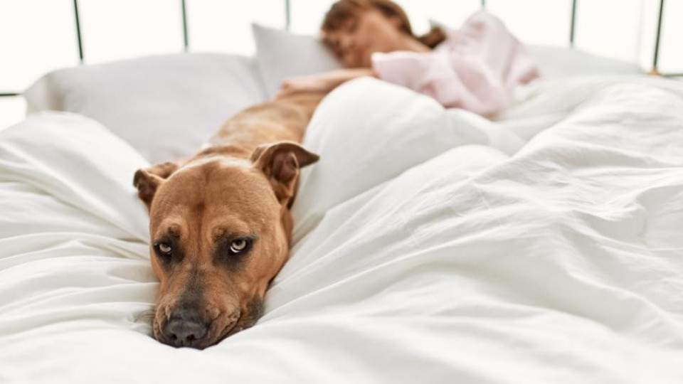 Кучетата могат да надушат, че хората са стресирани, по тяхната пот и дъх | StandartNews.com