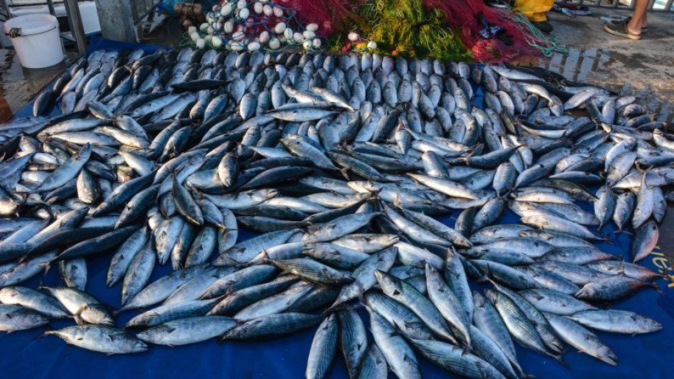 Радост за рибарите! Морето завря от паламуд. Колко струва килото | StandartNews.com