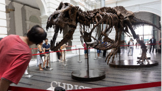 Абсурдът продължава! Екоактивисти нападнаха скелет на динозавър