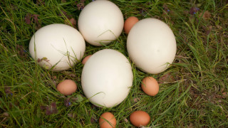Колко струва щраусово яйце у нас и защо питаме Гугъл за това?