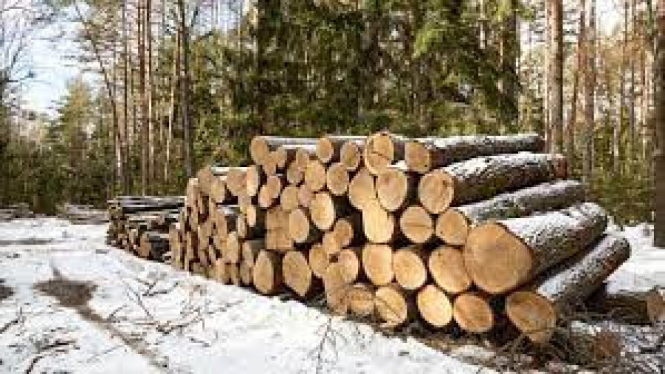 Има ли достатъчно дърва за огрев? Говори земеделският министър | StandartNews.com