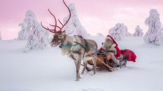 Как Лапландия стана царството на Дядо Коледа?
