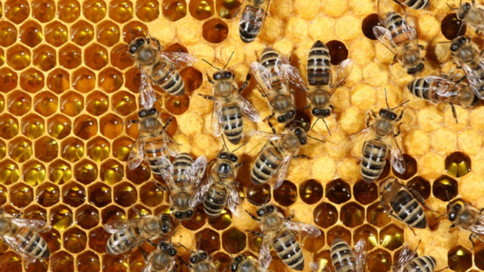 Случва се нещо страшно с пчелите. Голяма тревога | StandartNews.com