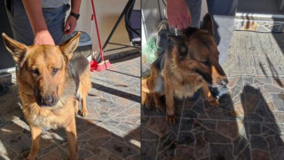 Новогодишната заря превърна домашни любимци в бегълци