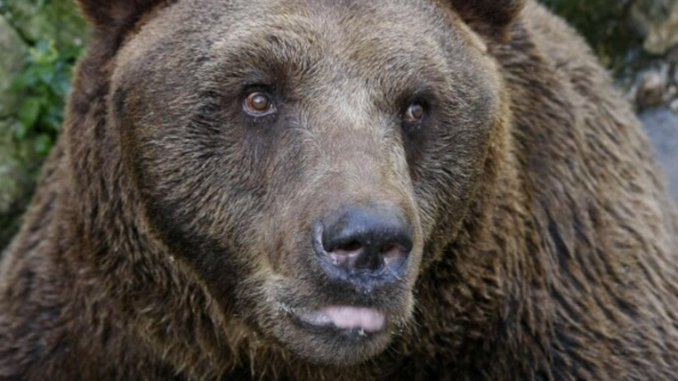 Внимание! Гладни мечки заради побърканото време | StandartNews.com