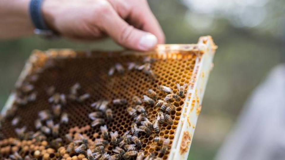 Нова драма. Крадат пчелни кошери | StandartNews.com