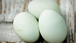 Чудо! Кокошки снасят зелени яйца