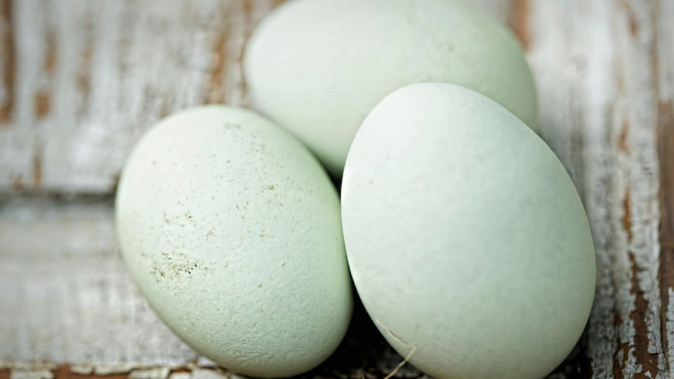 Чудо! Кокошки снасят зелени яйца | StandartNews.com